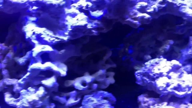 Морской аквариум | Скейп смотреть онлайн