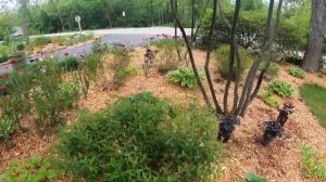 Planting Perennial Heuchera - A Part-Shade Workhorse in the Garden in Zone 5B!