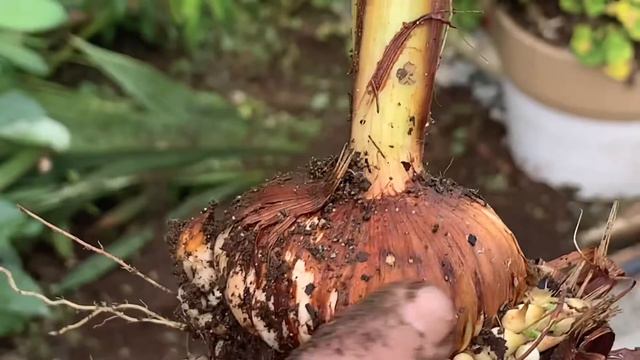 Digging and storing Gladiolus bulbs // Busy Beaver // Chuck Beavers