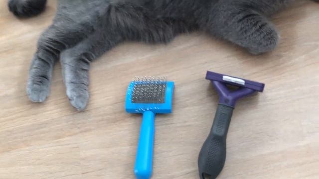 Про НАШЕГО КОТА❤️ Что изменилось, уход, кормление? смотреть онлайн