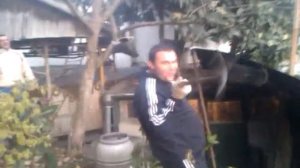 Хурма гигант адлер