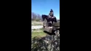 Карачаевская лошадь