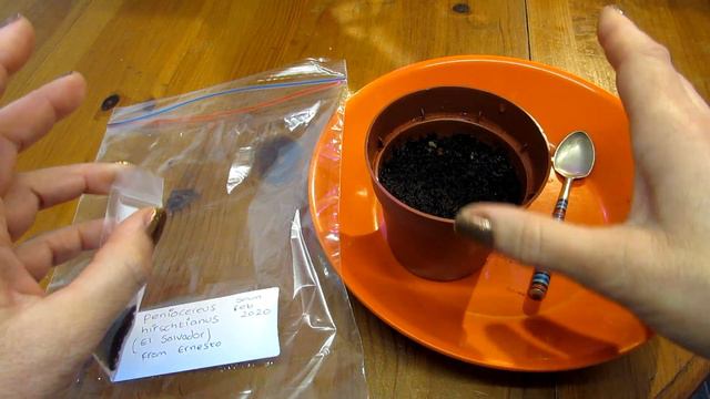 Growing Cacti from Seed - Peniocereus hirschtianus смотреть онлайн