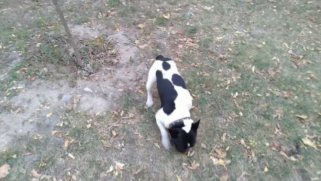 Бульдог ищет вчерашний день... Навигатор поломался. смотреть онлайн