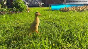 100 Funny Ducklings