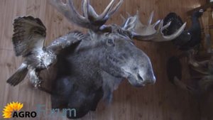 Голова лося