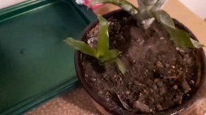 Ухаживайте за эхмеей правильно