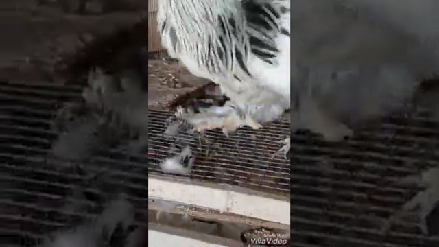 Куры брама светлая Light brahma смотреть онлайн