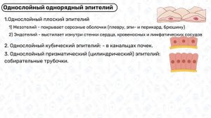 Эпителиальная ткань ГИСТОЛОГИЯ: однослойный, многослойный эпителий, переходный эпителий