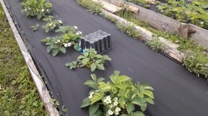 Когда лучше сажать клубнику в Сибири