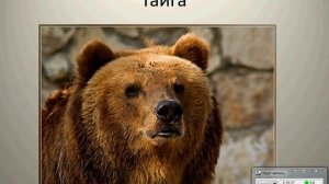 География 8 урок №2  Тайга Лиственные леса