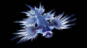 Голубой дракон Glaucus atlanticus