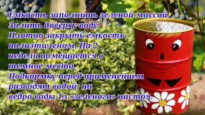 Подкормка винограда весной и летом. Народными средствами