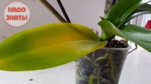 Почему желтеют листья у орхидеи?