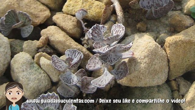 Kalanchoe Rhombopilosa: Um Guia Desta Suculenta смотреть онлайн