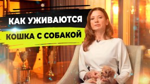 Как подружить кошку с собакой? Мальтипу и кошка.