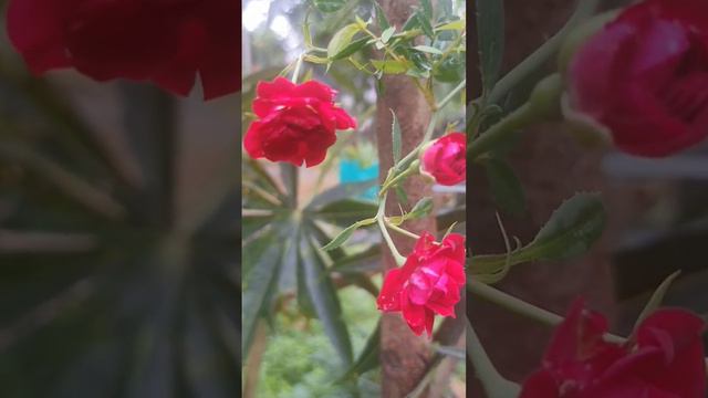 Red climbing rose