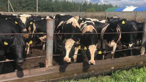 Черно-пестрые голштинизированные