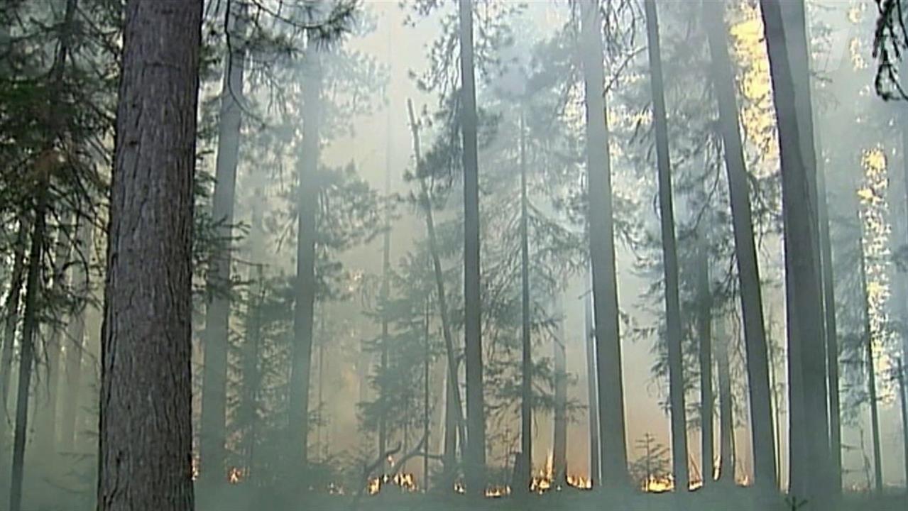 Несколько регионов Сибири и Дальнего Востока накрыл дым от лесных пожаров