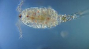 Cyclopidae