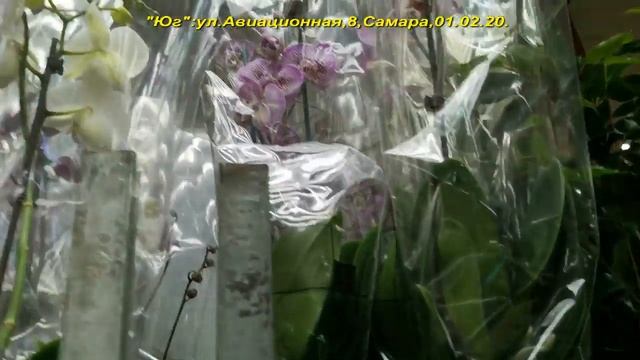 ЗАВОЗ шикарных ОРХИДЕЙ в "Юге",01.02.20.Привет Гамидову Эдгару :) смотреть онлайн