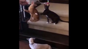 Ориентальное Чудо-Юдо (Приколы с кошками)