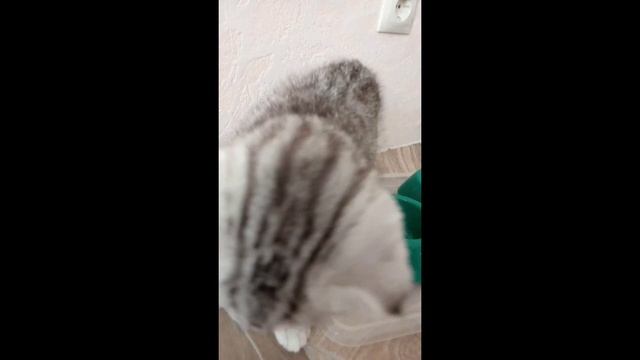 Маленькие хулиганы кушают вкусняшку (Милое видео для поднятия настроения) смотреть онлайн