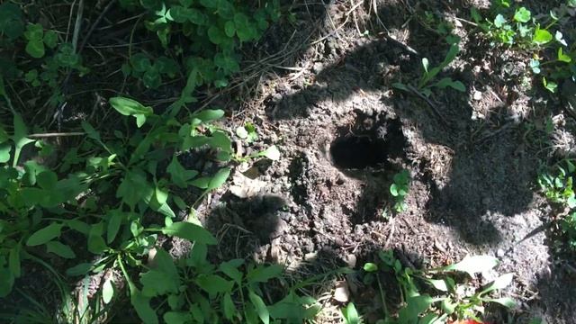 Лучшее средство от кротов, борьба с землеройками на участке смотреть онлайн