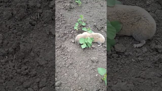 Слепыш молодой. Будни в поле. Боевой слепыш. Хочет сбежать.