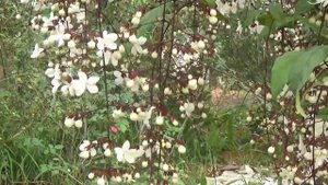 Lung linh hoa dạ ngọc minh châu. Clerodendrum schmidtii. Клеродендрум Шмидта (Bovi)