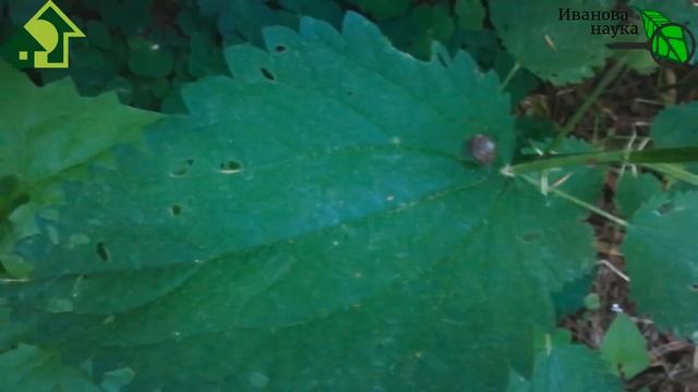 ТОМАТЫ и ОГУРЦЫ ЧАХЛЫЕ? ТАКИЕ и БУДУТ, если не узнаете, ОТКУДА ЗАРАЗА! Будьте осторожны с БЛОГЕРАМИ смотреть онлайн