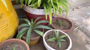 How to Grow and Care Mexican Petunia. Growing Mexican Petunia from seeds and cutting. Summer Flower