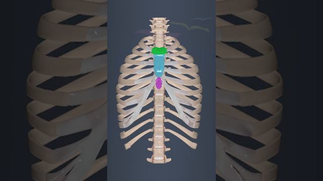 Anatomy of ribcage