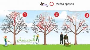 Схема правильной обрезки плодовых деревьев