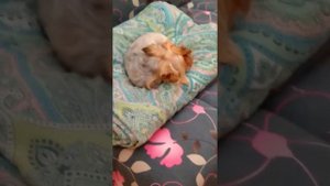 Собаку ругают:))