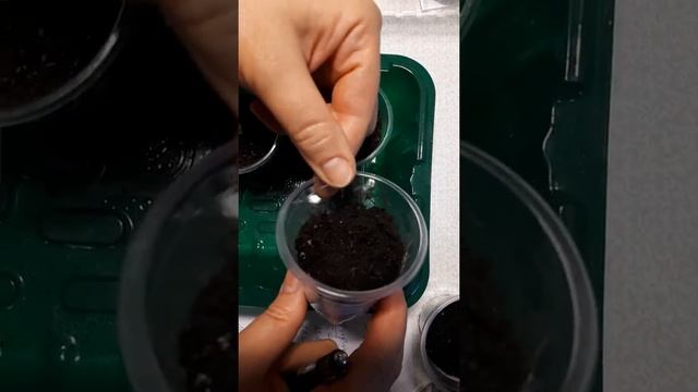 Платикодон из семян.Стратификация семян кипятком.
