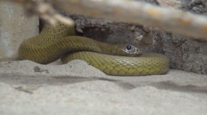 Oxyuranus microlepidotus - Inlandtaipan Paarung - Gifttierhaus Eimsheim