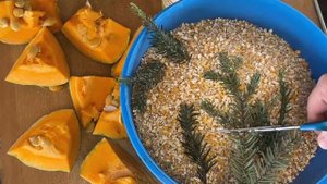 КОРМЛЕНИЕ БАРАНОВ И ЯГНЯТ. Чем и как кормить баранов и ягнят