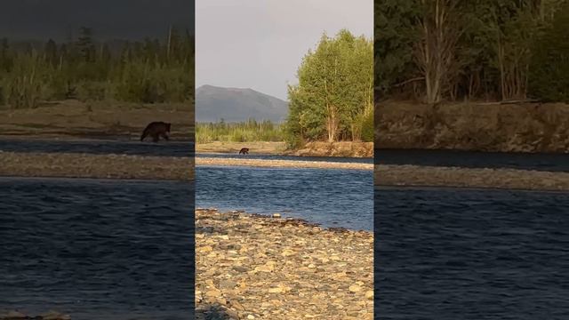 Такой спокойный и прекрасный зверь  повстречался 🐻