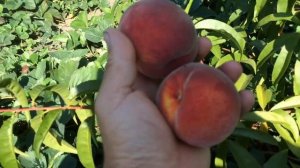 Один  из  самых  вкусных персиков " Онтарио"