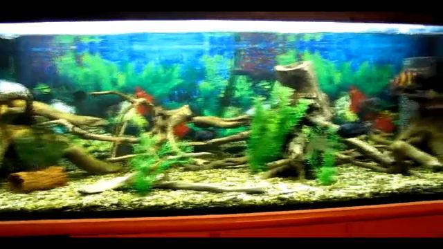 Цихлиды едят.avi смотреть онлайн