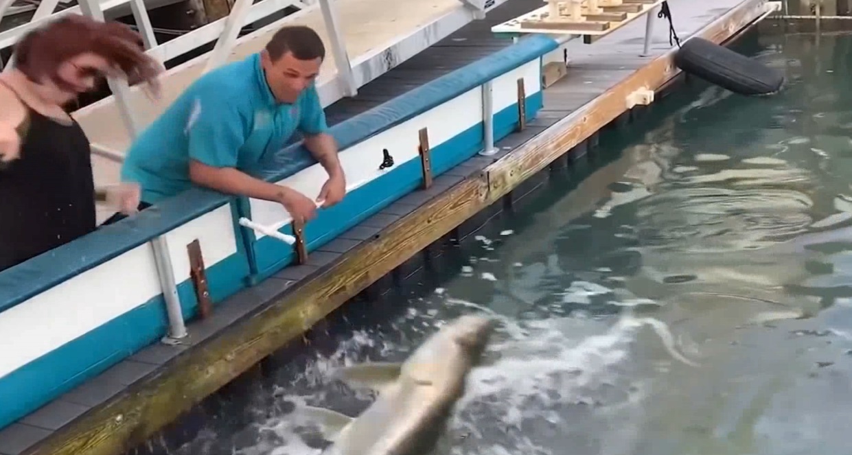 Смешные приколы Февраль 2023 #96 смотреть онлайн