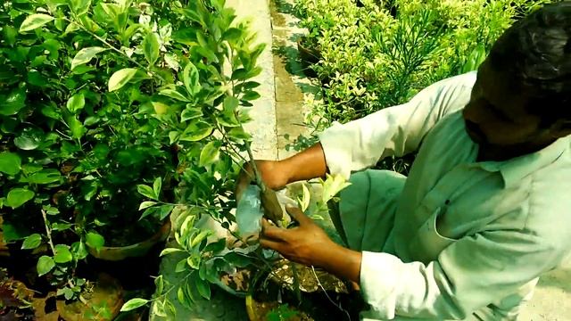 03 - How to Air Layering FICUS BENJAMINA STARLIGHT Plant (Ficus Starlight) 1080p смотреть онлайн