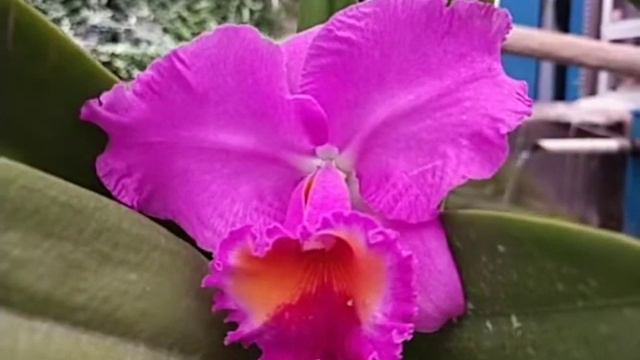 Cattleya Nij FourtyFour смотреть онлайн