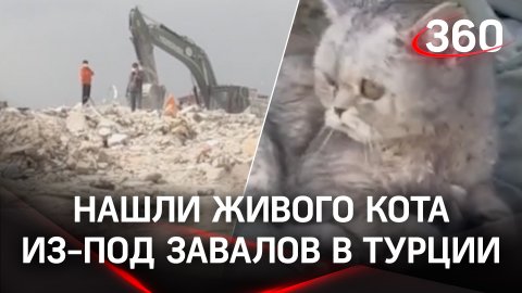 Кота спасли из-под завалов спустя месяц после землетрясения в Турции