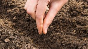 Как вырастить редис на подоконнике зимой