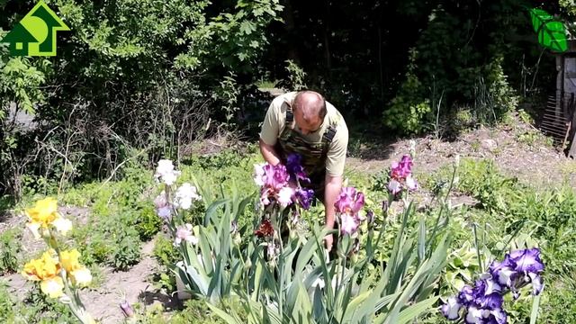 ЛЕТНЯЯ ПОСАДКА ИРИСОВ и 100 % приживаемость. А разве так можно? МОЖНО! Даже во время цветения!