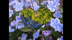 ПУПОЧНИК  (OMPHALODES)  сем. Бурачниковые