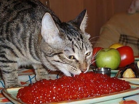 ? Кошачье счастье! ?Приколы с котами и собаками 2022 #31