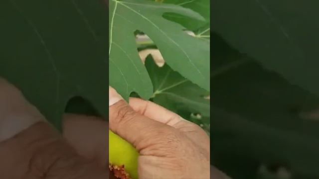 Инжир Жёлтый Ростов-на-Дону | Shorts | Dulce Gardens смотреть онлайн